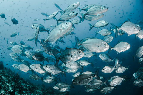 Marine Collagen: A Simple Daily Ritual For Skin, Joints And Ageing Well